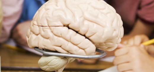 brain