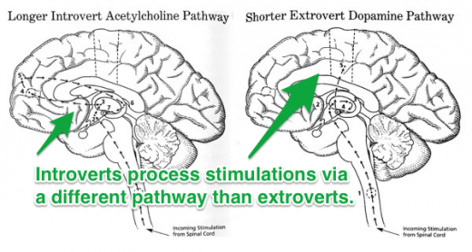 introvert extrovert brains 520x278 The myth of the brainstorming session: The best ideas dont always come from meetings