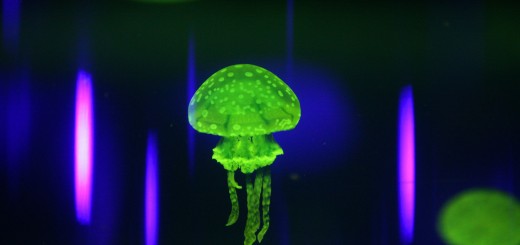 111288277 520x245 Jelly for iOS now lets you delete content and find questions when no one around you is asking