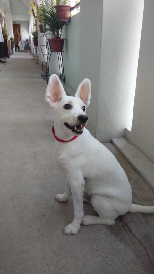 IMG 20140306 173718 520x924 Xiaomi Mi 3 review: An Android smartphone that delivers high end performance at a mid range price