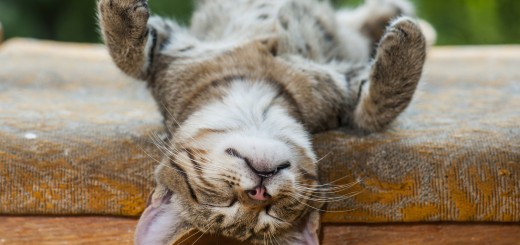 napping kitten