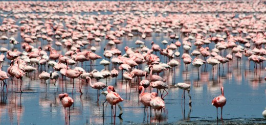 shutterstock 173085458 520x245 Review: Flamingo for Mac is a better way to use Google Hangouts