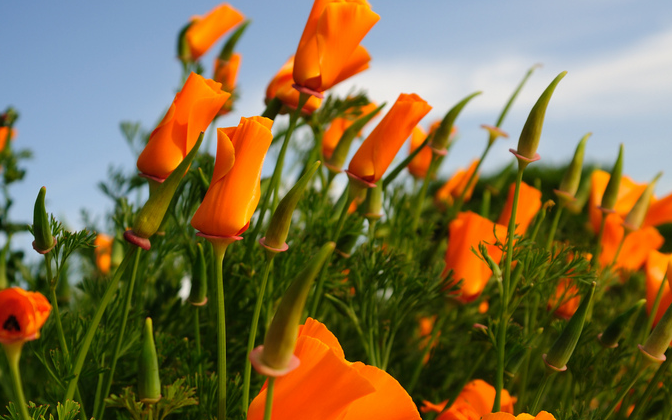 McDonald’s new insanely effective viral ad is actually illegal to remove