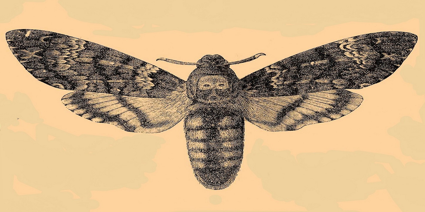 Moths are eliminating screen glare once and for all